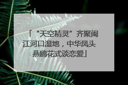 “天空精灵”齐聚闽江河口湿地，中华凤头燕鸥花式谈恋爱