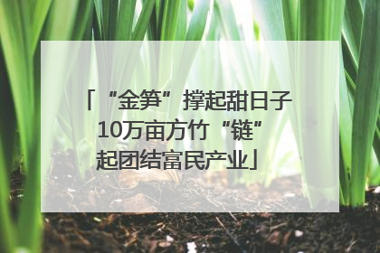 “金笋”撑起甜日子 10万亩方竹“链”起团结富民产业