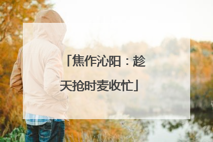 焦作沁阳：趁天抢时麦收忙