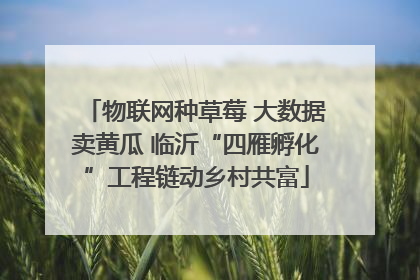 物联网种草莓 大数据卖黄瓜 临沂“四雁孵化”工程链动乡村共富