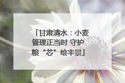 甘肃清水：小麦管理正当时 守护粮“芯”绘丰景