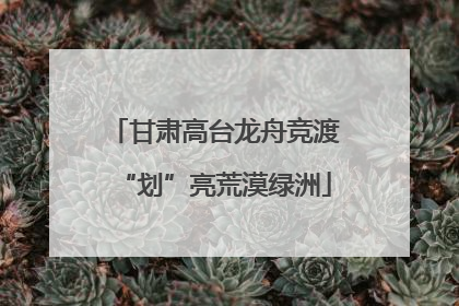 甘肃高台龙舟竞渡“划”亮荒漠绿洲