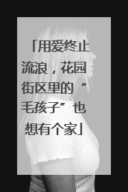 用爱终止流浪，花园街区里的“毛孩子”也想有个家