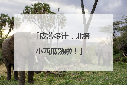 皮薄多汁，北务小西瓜熟啦！
