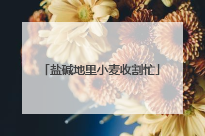 盐碱地里小麦收割忙