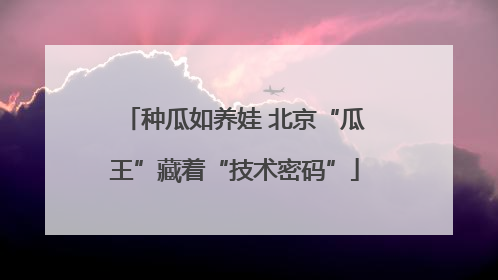 种瓜如养娃 北京“瓜王”藏着“技术密码”