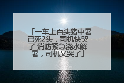一车上百头猪中暑已死2头，司机快哭了 消防紧急浇水解暑，司机又哭了