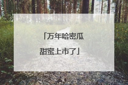 万年哈密瓜甜蜜上市了