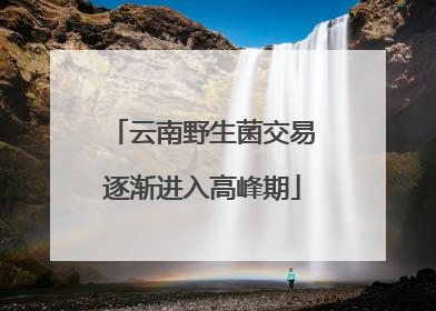 云南野生菌交易逐渐进入高峰期