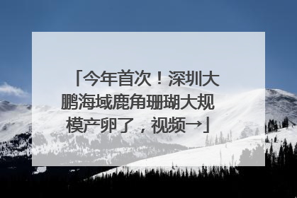 今年首次！深圳大鹏海域鹿角珊瑚大规模产卵了，视频→