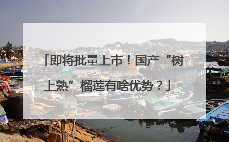 即将批量上市！国产“树上熟”榴莲有啥优势？