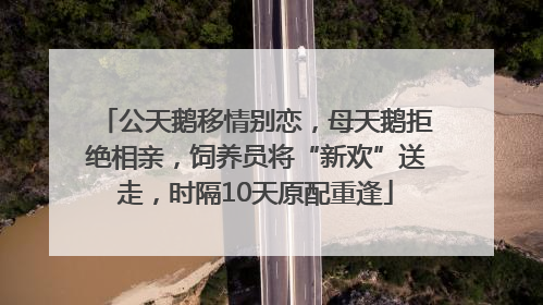 公天鹅移情别恋，母天鹅拒绝相亲，饲养员将“新欢”送走，时隔10天原配重逢