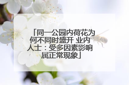 同一公园内荷花为何不同时盛开 业内人士：受多因素影响 属正常现象