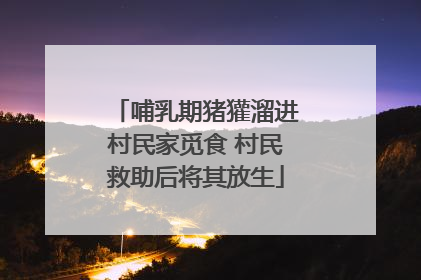 哺乳期猪獾溜进村民家觅食 村民救助后将其放生