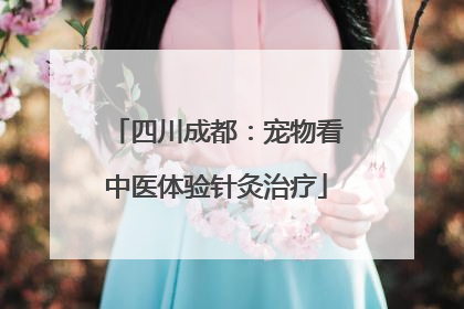 四川成都：宠物看中医体验针灸治疗