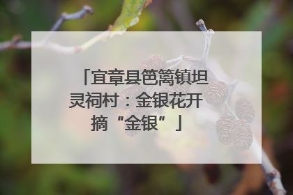 宜章县笆篱镇坦灵祠村：金银花开摘“金银”