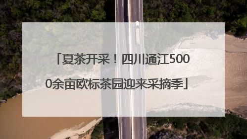 夏茶开采！四川通江5000余亩欧标茶园迎来采摘季