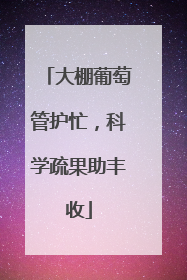 大棚葡萄管护忙，科学疏果助丰收
