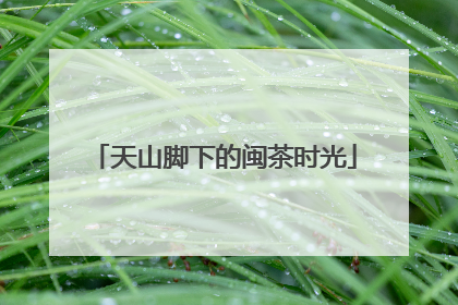 天山脚下的闽茶时光