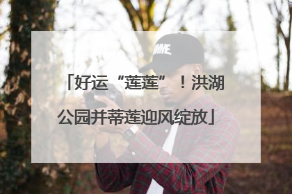 好运“莲莲”！洪湖公园并蒂莲迎风绽放