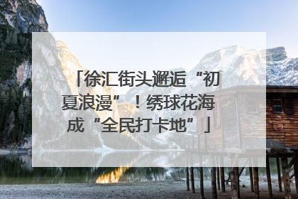 徐汇街头邂逅“初夏浪漫”！绣球花海成“全民打卡地”