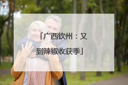 广西钦州：又到辣椒收获季