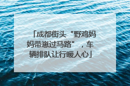 成都街头“野鸡妈妈带崽过马路”，车辆排队让行暖人心