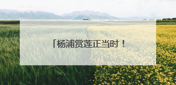 杨浦赏莲正当时！等你速速打卡→