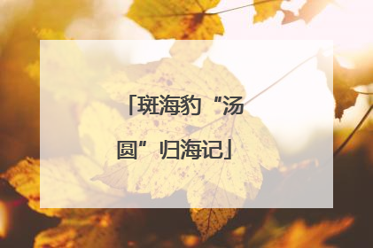斑海豹“汤圆”归海记