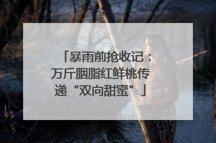 暴雨前抢收记：万斤胭脂红鲜桃传递“双向甜蜜”