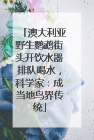 澳大利亚野生鹦鹉街头开饮水器排队喝水，科学家：成当地鸟界传统