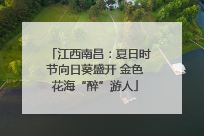 江西南昌：夏日时节向日葵盛开 金色花海“醉”游人