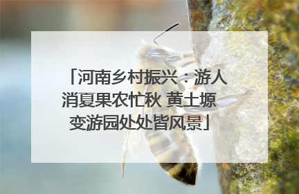 河南乡村振兴：游人消夏果农忙秋 黄土塬变游园处处皆风景