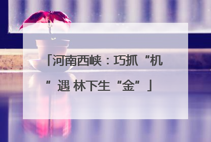 河南西峡：巧抓“机”遇 林下生“金”