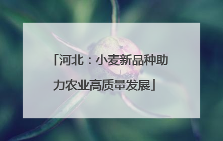 河北：小麦新品种助力农业高质量发展