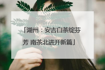 湖州：安吉白茶绽芬芳 南茶北进开新篇