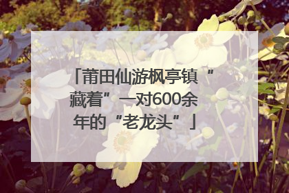 莆田仙游枫亭镇“藏着”一对600余年的“老龙头”