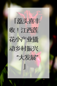 藠头喜丰收！江西莲花小产业撬动乡村振兴“大发展”