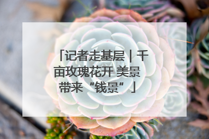 记者走基层｜千亩玫瑰花开 美景带来“钱景”
