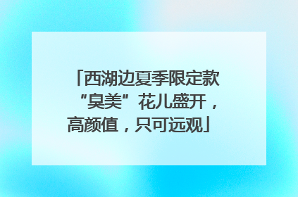西湖边夏季限定款“臭美”花儿盛开，高颜值，只可远观