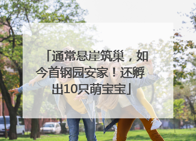 通常悬崖筑巢，如今首钢园安家！还孵出10只萌宝宝