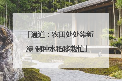 通道：农田处处染新绿 制种水稻移栽忙