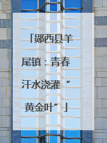 郧西县羊尾镇：青春汗水浇灌“黄金叶”