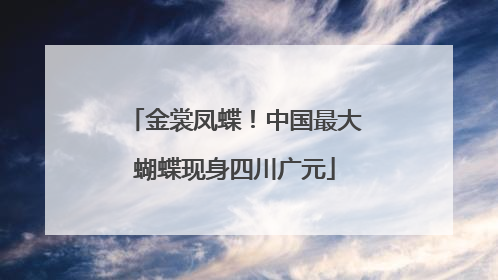 金裳凤蝶！中国最大蝴蝶现身四川广元