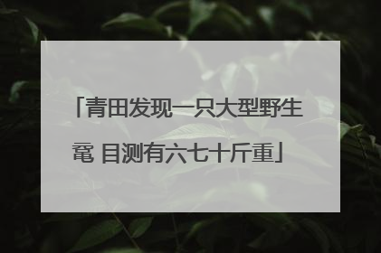 青田发现一只大型野生鼋 目测有六七十斤重