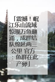 震撼！岷江乐山流域惊现万鱼翻涌，成群结队绵延两三公里 官方：鱼群在此产卵