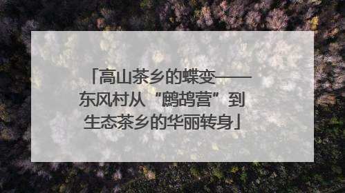 高山茶乡的蝶变——东风村从“鹧鸪营”到生态茶乡的华丽转身